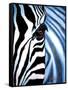 Zebra Face-Cherie Roe Dirksen-Framed Stretched Canvas