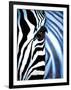 Zebra Face-Cherie Roe Dirksen-Framed Giclee Print