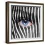 Zebra Face-kwasny221-Framed Photographic Print