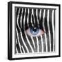 Zebra Face-kwasny221-Framed Photographic Print