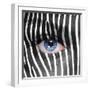 Zebra Face-kwasny221-Framed Photographic Print