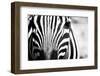 Zebra Facial close up in Black and White with High Contrast-eXperiencesNW-Framed Photographic Print
