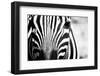 Zebra Facial close up in Black and White with High Contrast-eXperiencesNW-Framed Photographic Print