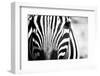 Zebra Facial close up in Black and White with High Contrast-eXperiencesNW-Framed Photographic Print