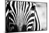 Zebra Facial close up in Black and White with High Contrast-eXperiencesNW-Mounted Photographic Print