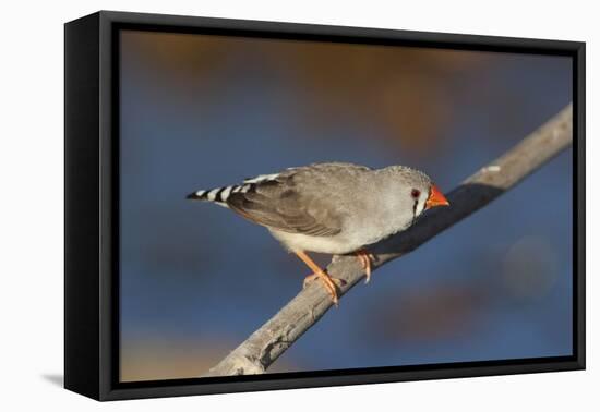 Zebra Finch Female-null-Framed Stretched Canvas