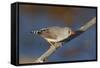 Zebra Finch Female-null-Framed Stretched Canvas