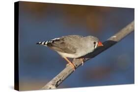 Zebra Finch Female-null-Stretched Canvas