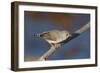 Zebra Finch Female-null-Framed Photographic Print