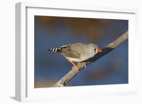 Zebra Finch Female-null-Framed Photographic Print