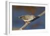 Zebra Finch Female-null-Framed Photographic Print