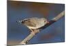 Zebra Finch Female-null-Mounted Photographic Print