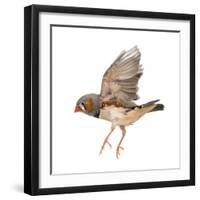 Zebra Finch Flying, Taeniopygia Guttata, against White Background-Life on White-Framed Premium Photographic Print