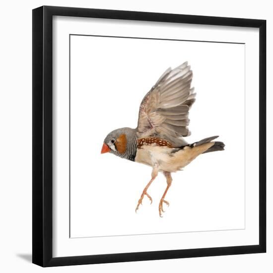 Zebra Finch Flying, Taeniopygia Guttata, against White Background-Life on White-Framed Premium Photographic Print