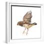 Zebra Finch Flying, Taeniopygia Guttata, against White Background-Life on White-Framed Premium Photographic Print