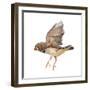 Zebra Finch Flying, Taeniopygia Guttata, against White Background-Life on White-Framed Photographic Print