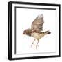 Zebra Finch Flying, Taeniopygia Guttata, against White Background-Life on White-Framed Photographic Print