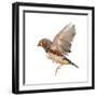 Zebra Finch Flying, Taeniopygia Guttata, against White Background-Eric Isselee-Framed Photographic Print