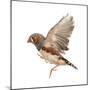 Zebra Finch Flying, Taeniopygia Guttata, against White Background-Eric Isselee-Mounted Photographic Print