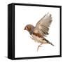 Zebra Finch Flying, Taeniopygia Guttata, against White Background-Eric Isselee-Framed Stretched Canvas