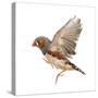 Zebra Finch Flying, Taeniopygia Guttata, against White Background-Eric Isselee-Stretched Canvas