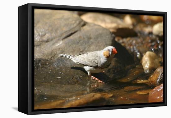 Zebra Finch Male, by Drinking Pool-null-Framed Stretched Canvas