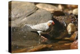 Zebra Finch Male, by Drinking Pool-null-Stretched Canvas