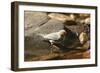 Zebra Finch Male, by Drinking Pool-null-Framed Photographic Print