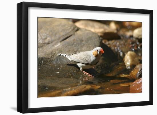 Zebra Finch Male, by Drinking Pool-null-Framed Photographic Print