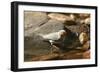 Zebra Finch Male, by Drinking Pool-null-Framed Photographic Print