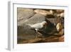 Zebra Finch Male, by Drinking Pool-null-Framed Photographic Print