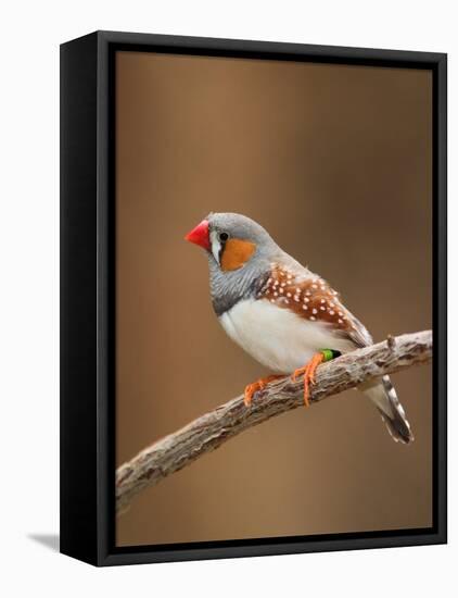 Zebra Finch-Adam Jones-Framed Stretched Canvas