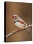 Zebra Finch-Adam Jones-Stretched Canvas