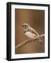 Zebra Finch-Adam Jones-Framed Photographic Print