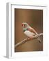 Zebra Finch-Adam Jones-Framed Photographic Print