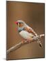 Zebra Finch-Adam Jones-Mounted Photographic Print