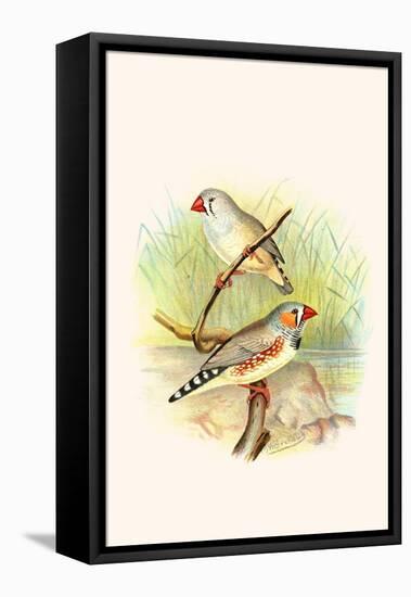 Zebra Finch-F.w. Frohawk-Framed Stretched Canvas