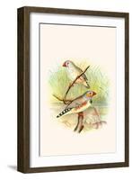 Zebra Finch-F.w. Frohawk-Framed Art Print