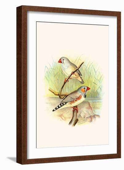 Zebra Finch-F.w. Frohawk-Framed Art Print