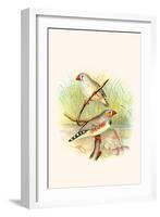 Zebra Finch-F.w. Frohawk-Framed Art Print