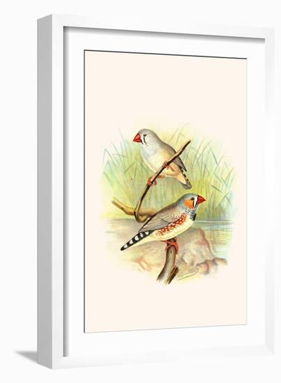 Zebra Finch-F.w. Frohawk-Framed Art Print