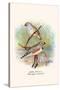 Zebra Finch-F.w. Frohawk-Stretched Canvas