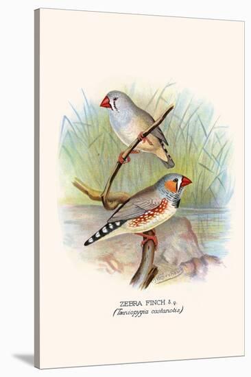 Zebra Finch-F.w. Frohawk-Stretched Canvas