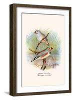 Zebra Finch-F.w. Frohawk-Framed Art Print