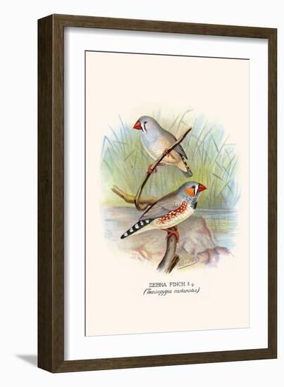 Zebra Finch-F.w. Frohawk-Framed Art Print