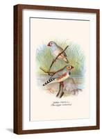 Zebra Finch-F.w. Frohawk-Framed Art Print