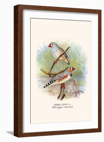 Zebra Finch-F.w. Frohawk-Framed Art Print