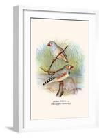 Zebra Finch-F.w. Frohawk-Framed Art Print