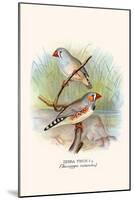 Zebra Finch-F.w. Frohawk-Mounted Art Print