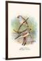 Zebra Finch-F.w. Frohawk-Framed Art Print